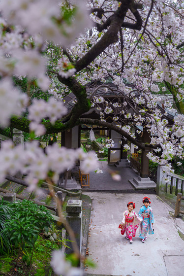 桜満開の伊勢山大神宮での七五三撮影