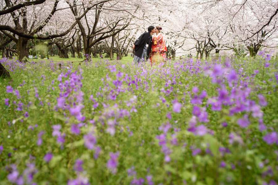 紫色の花畑越しにキスを交わす和装カップル、満開の桜が広がる昭和記念公園