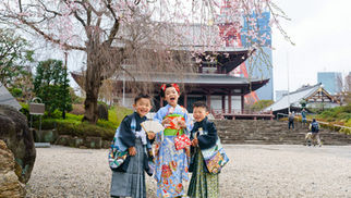 増上寺 - 桜満開の境内での七五三詣り