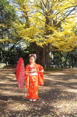 赤坂氷川神社の大銀杏の前で和傘を持つ七歳の七五三ポートレート