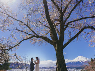 Wedding photo with cherry blossoms and Mt Fuji