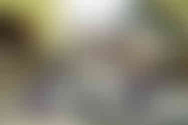 明治神宮で、三兄弟での七五三詣り