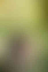 和傘を差す花嫁と新郎が庭園を歩く。地毛結い日本髪と和装が、緑あふれる風景と調和した和装前撮りの一枚。