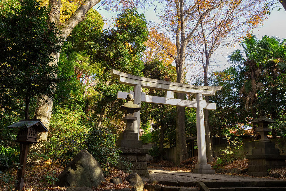 代々木八幡宮の鳥居と秋色の木々。お宮参り撮影におすすめの自然に囲まれた神社の風景。
