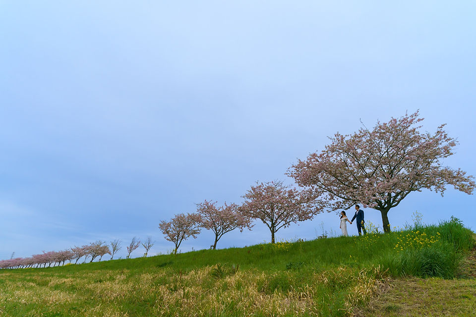 Wide view of a pre-wedding couple walking along a long cherry blossom-lined hill, highlighting the open landscape and calm atmosphere.