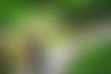 新緑の時期の、小石川後楽園での前撮り・フォトウェディング