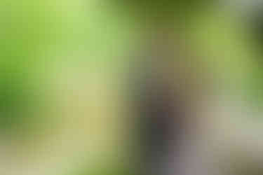 Wedding photography at a Japanese garden in Tokyo