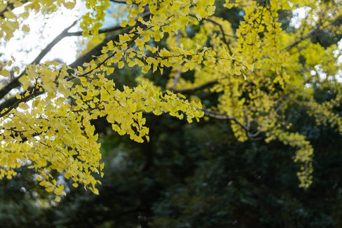 秋の赤坂氷川神社の銀杏の葉｜七五三シーズンに美しい紅葉