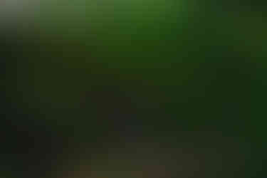 A casual engagement photo of a couple in Tokyo’s Inokashira Park, surrounded by trees and fallen leaves—captured during a natural and relaxed photo session.