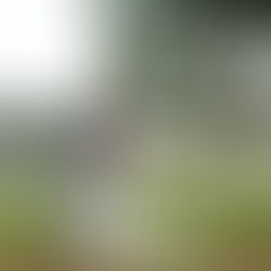 昭和記念公園 - コスモス畑での親子ウェディングフォト