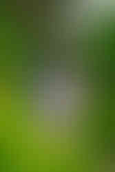 ご実家での3歳の七五三撮影