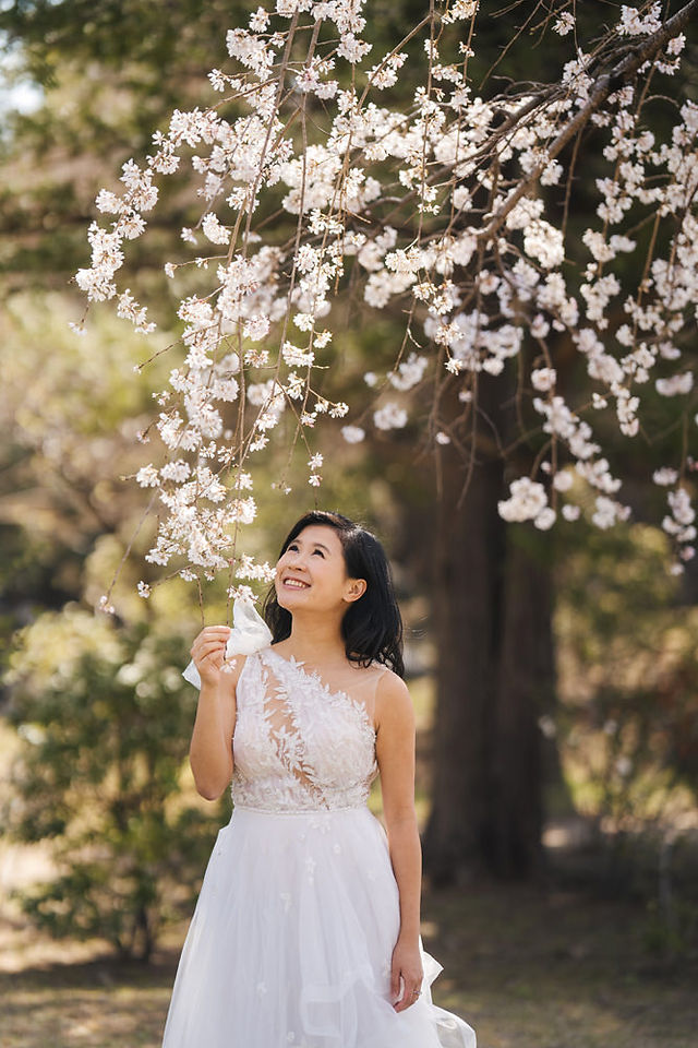Pre-wedding photography with cherry blossoms in Tokyo