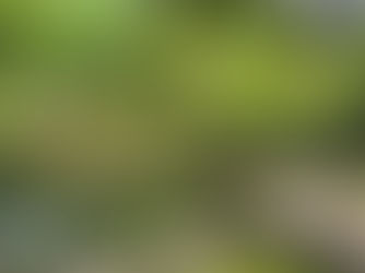 Timeless Beauty in the Heart of Tokyo – A Wedding Shoot at Koishikawa Korakuen Garden