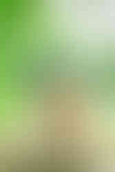 夕陽が綺麗な時間、砧公園で撮影したファミリーフォト