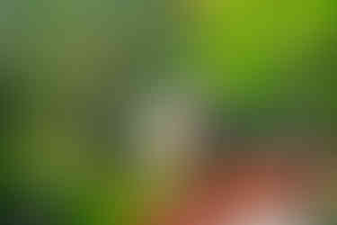 鶴岡八幡宮のお宮参りで、朱色の太鼓橋の上に立ち、赤ちゃんを抱いて見つめ合うご両親の様子。緑に囲まれた境内で撮影した鎌倉でのお宮参り出張撮影。