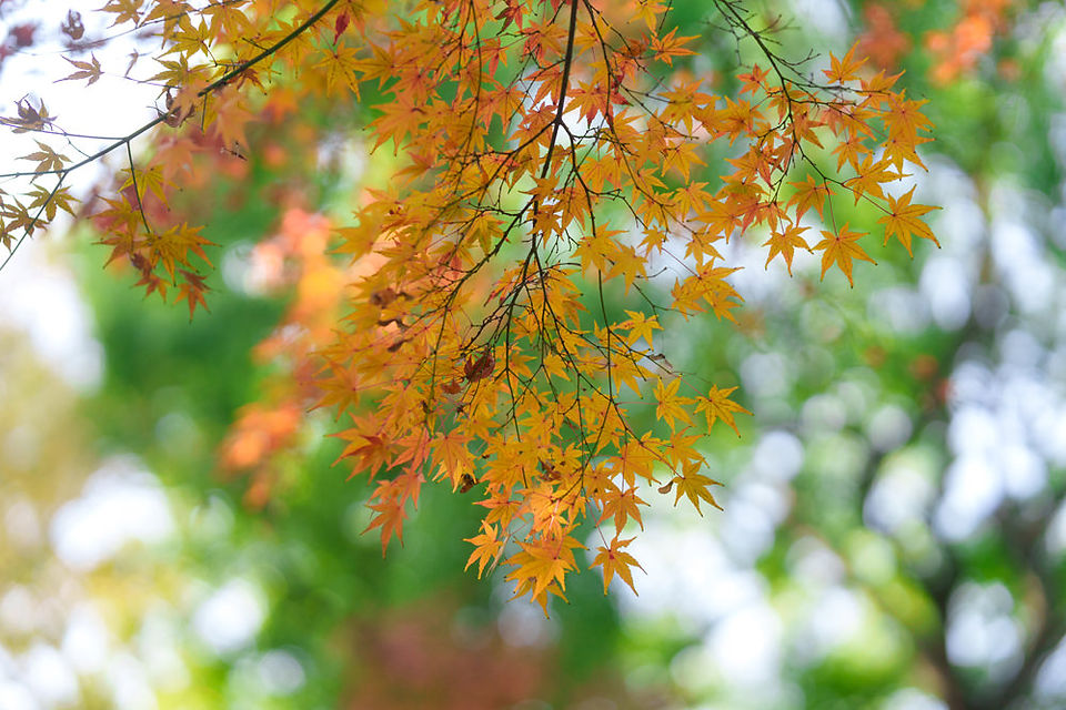 色づく紅葉の葉のアップ。12月でも紅葉が楽しめる代々木八幡宮でのお宮参り写真撮影。