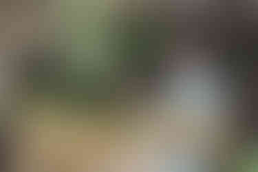 殿ヶ谷戸庭園で成人式撮影