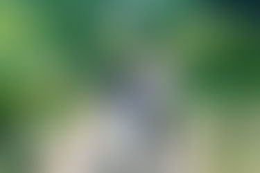 早朝の善福寺公園での家族写真撮影