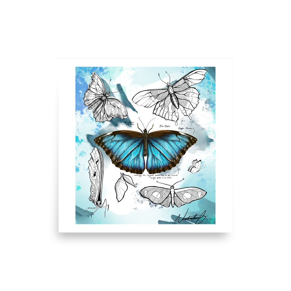 Thumbnail: Blue Morpho and Butterfly Sketches Poster