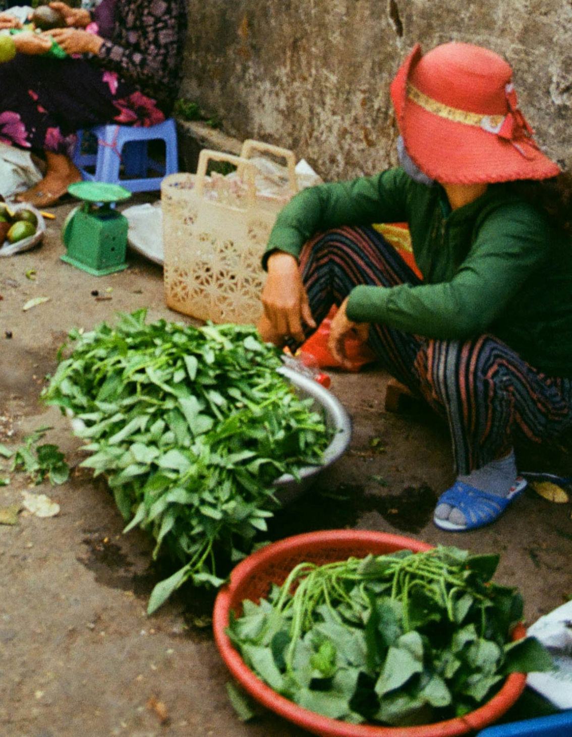 Vietnamese Coriander