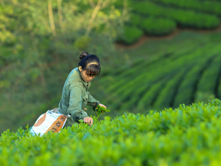 De Long Coc Tea Hills in Vietnam's Phu Tho province.