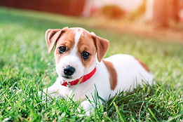 puppy playing on grass
