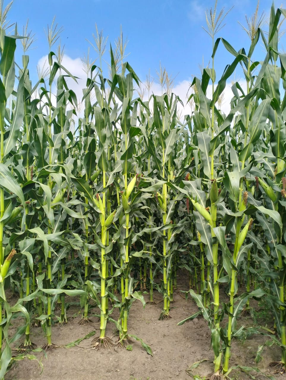 Maize