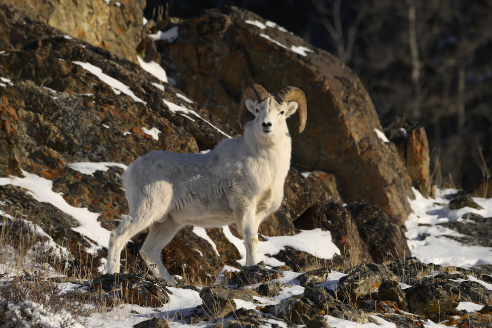 Mammals 15