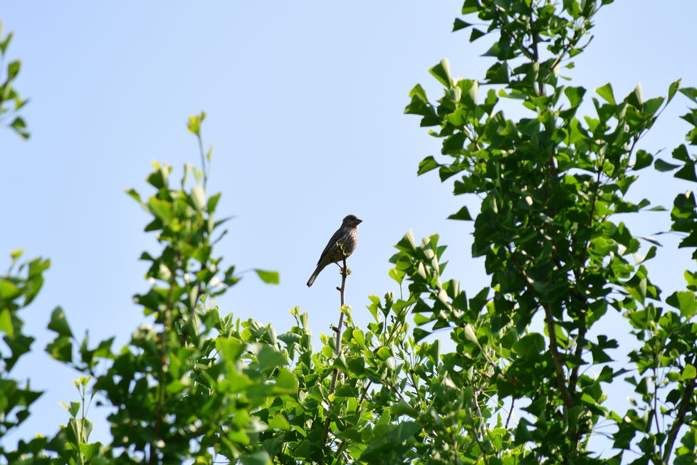 Birds 34