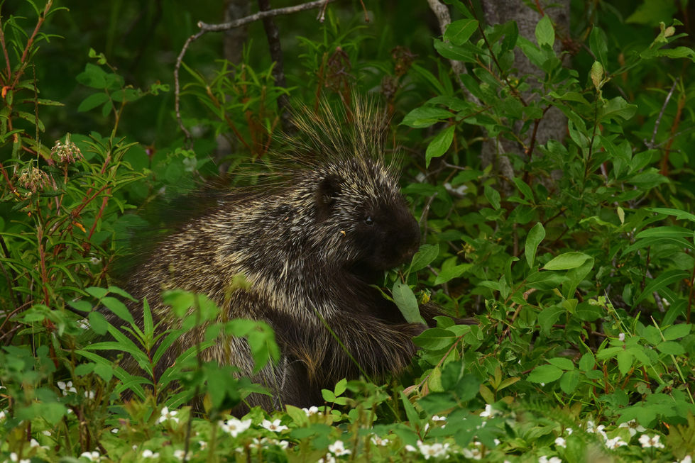 Mammals 24