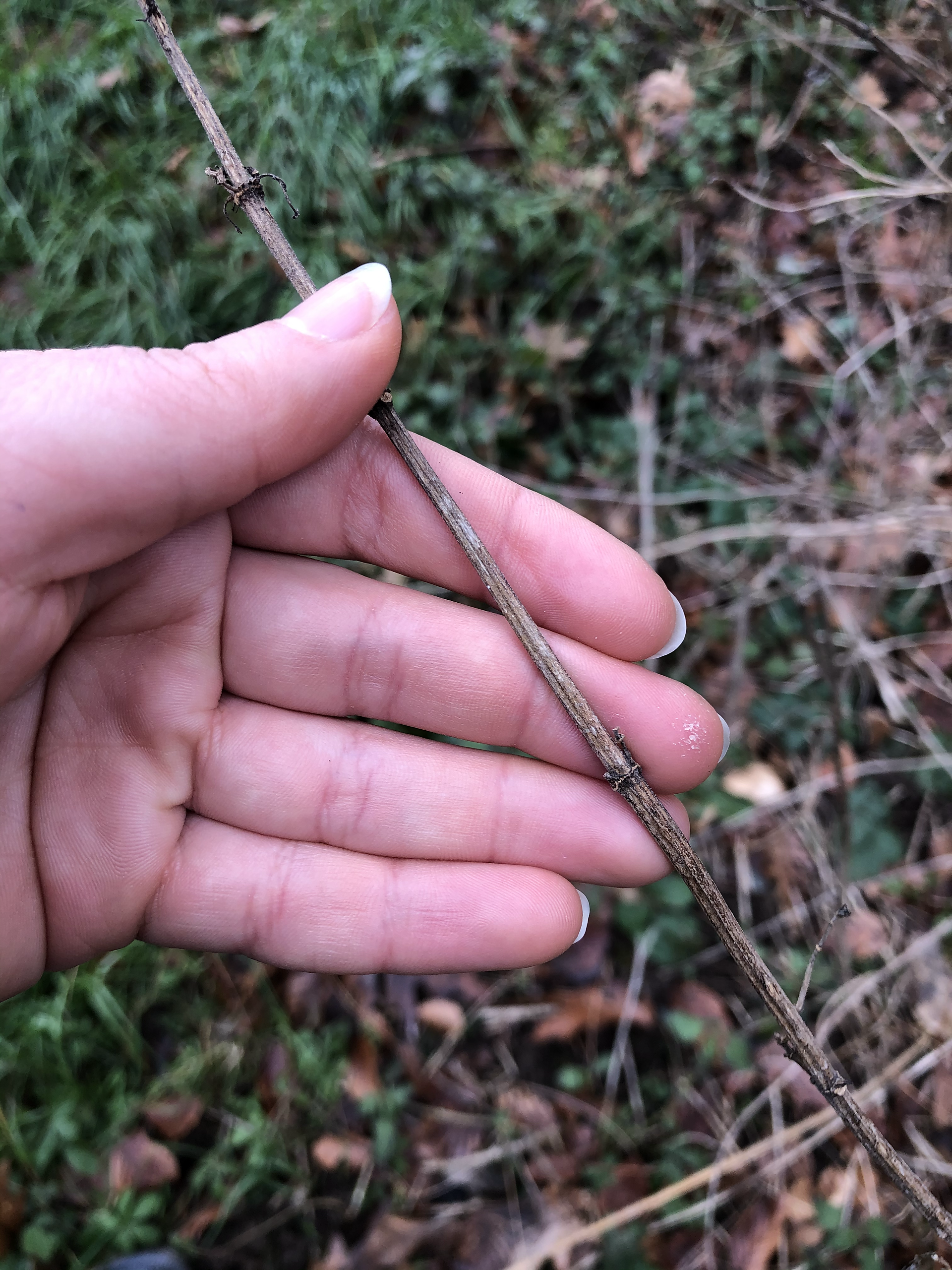 Trockener Brennnessel Stängel in Hand