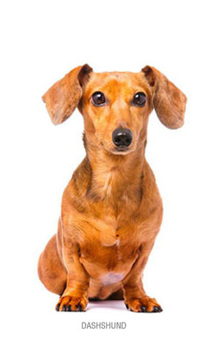Dachshund Standard for Pet on Wheels
