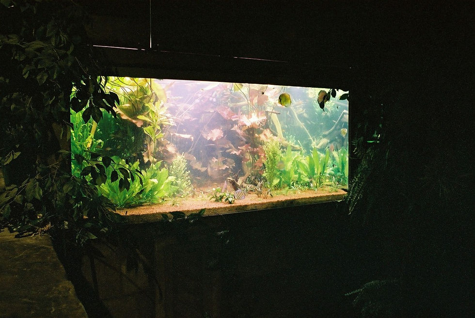 AQUATOPIA