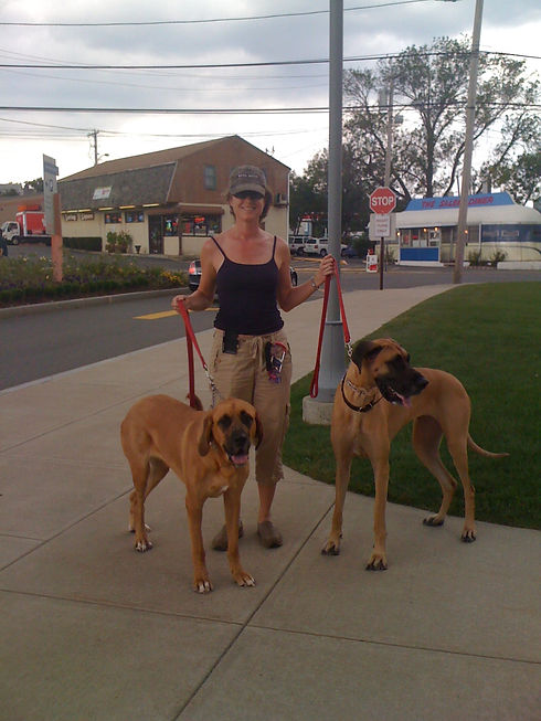 The owner walking 2 very large dogs