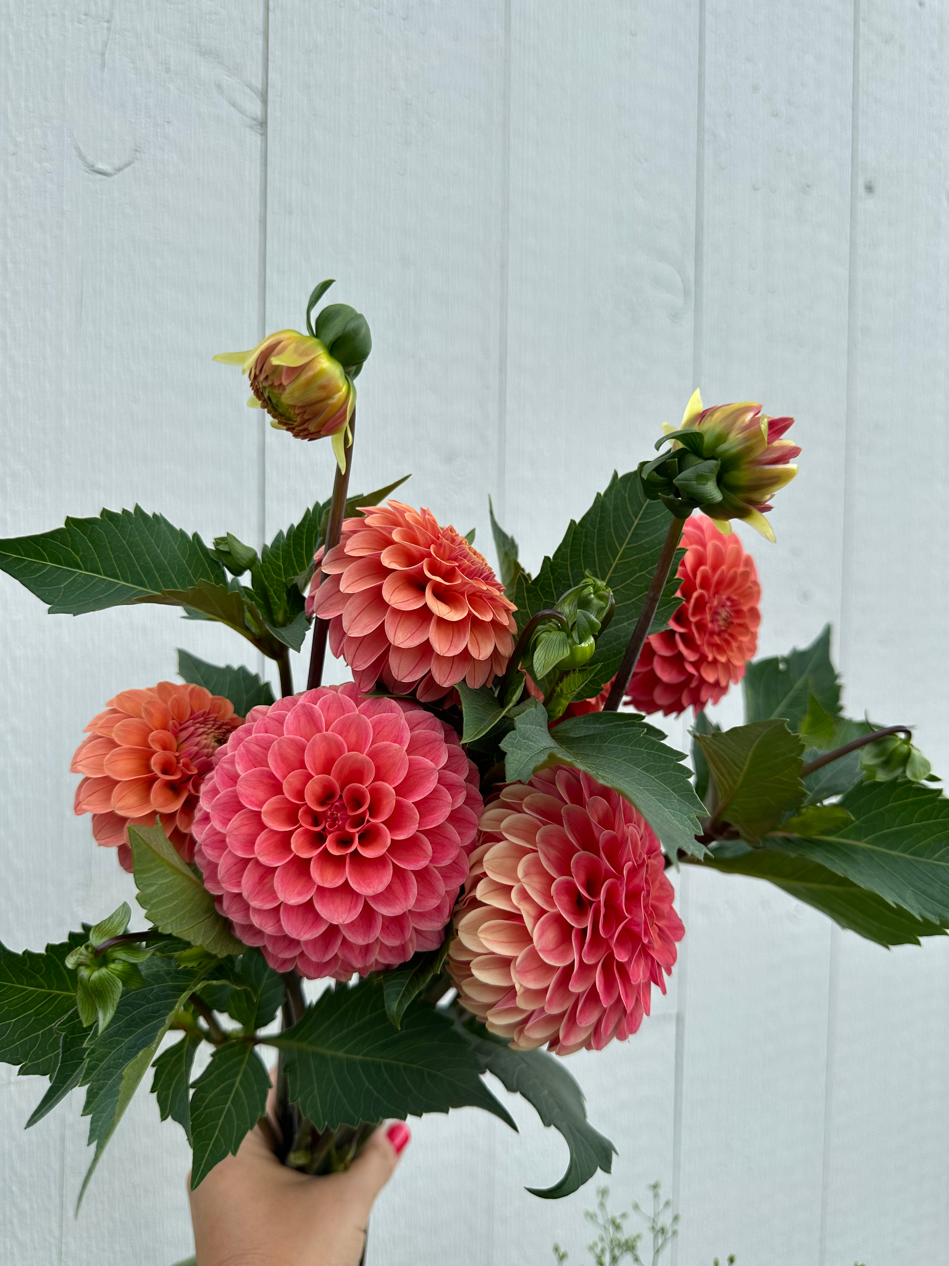 Dahlia CSA