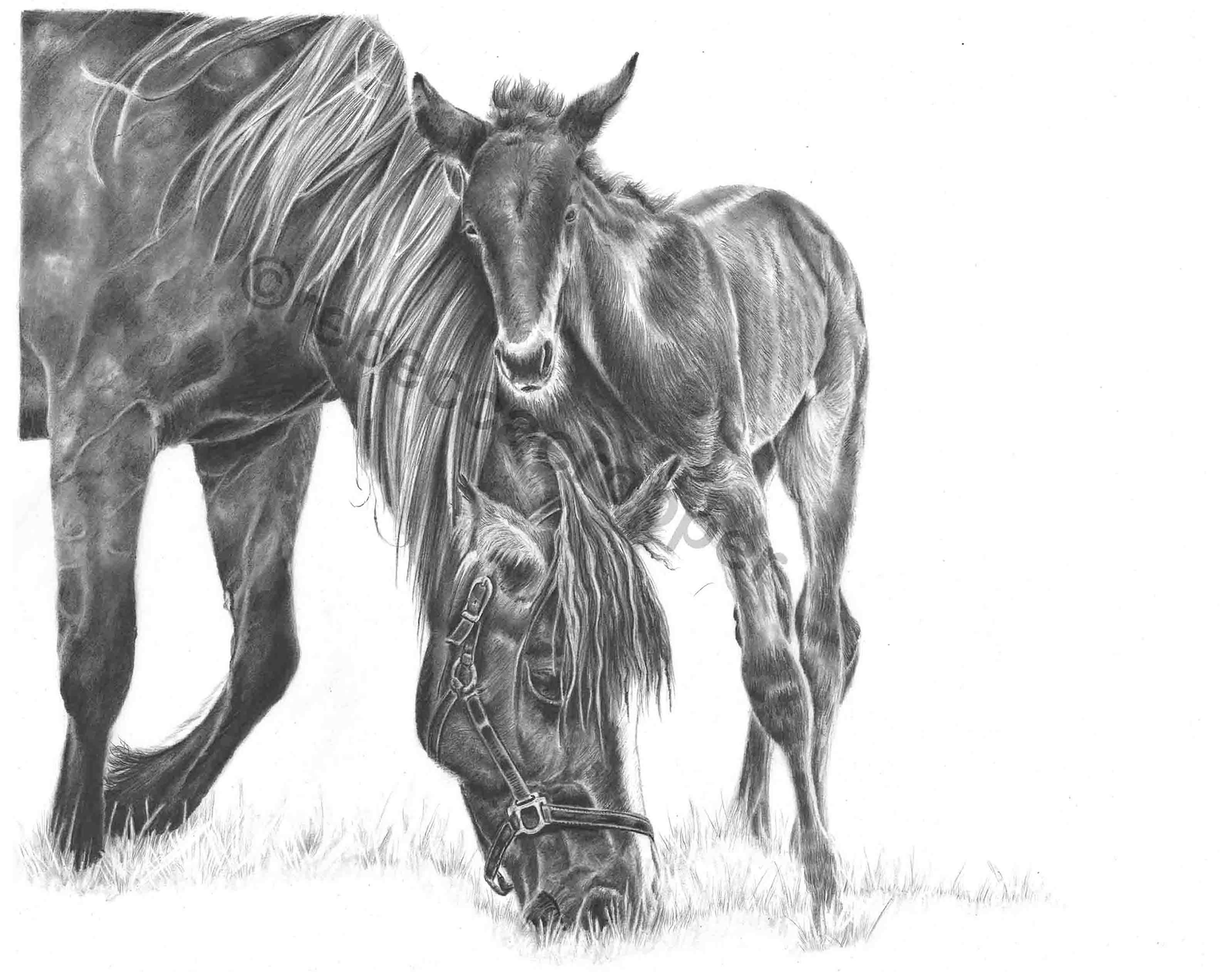 Mare and Foal