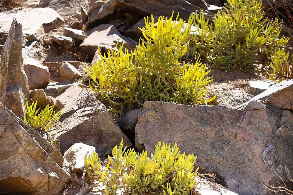 Succulente Cephalophyllum Herrei
