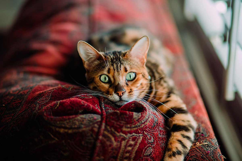Chat Californian Spangled allongé sur un canapé