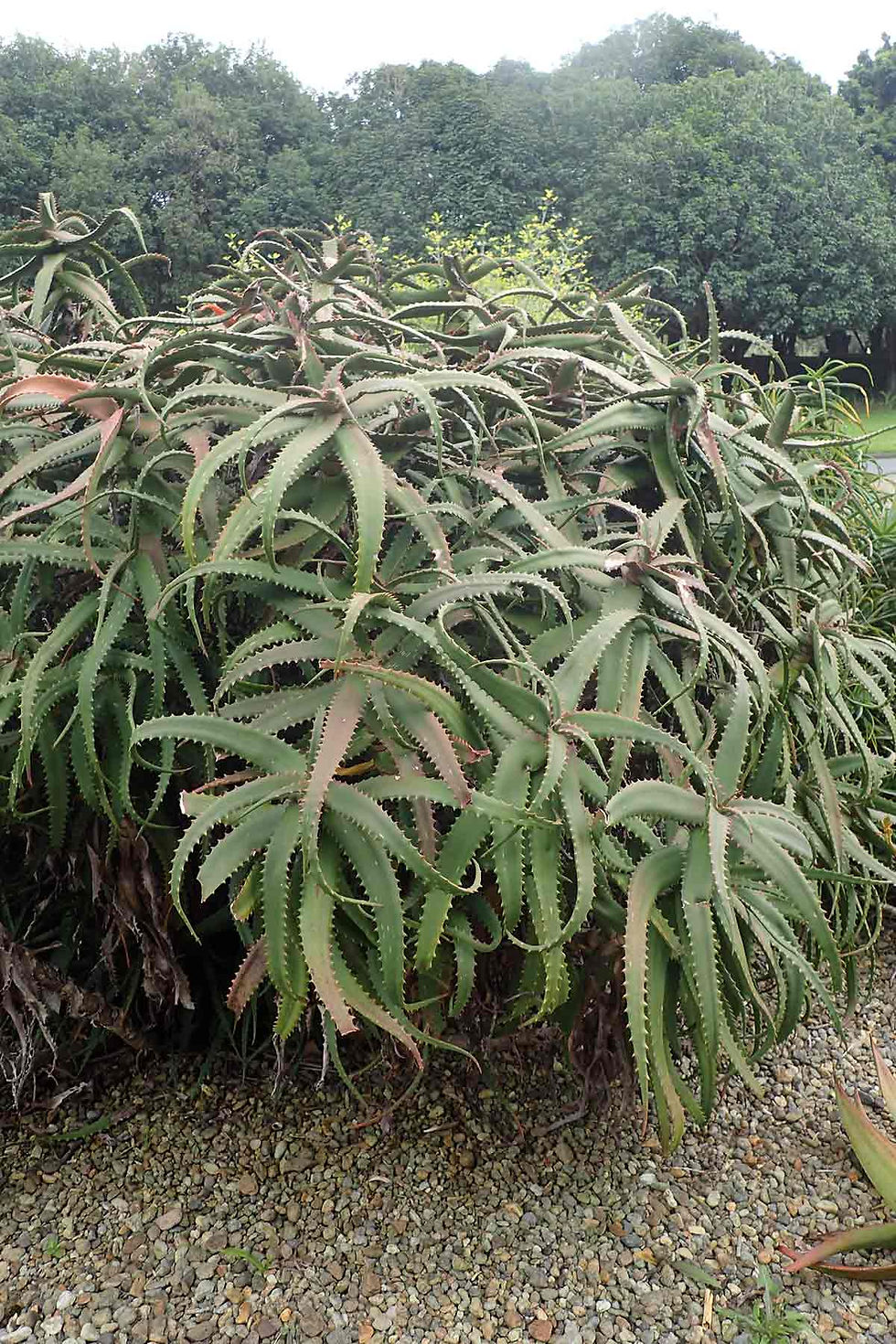 Succulente Aloe dawei