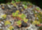 Succulente Dudleya Candelabrum