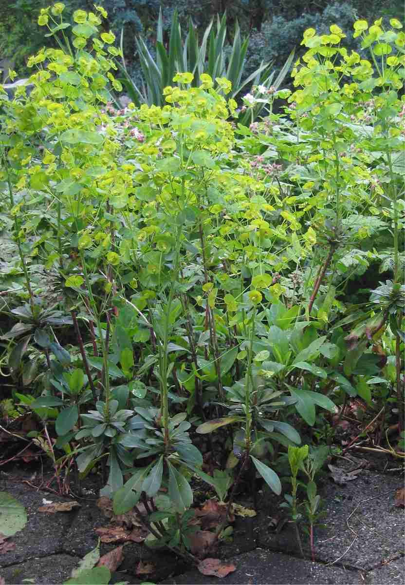 Succulente Euphorbia amygdaloides