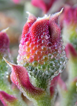 Mesembryanthemum crystallinum