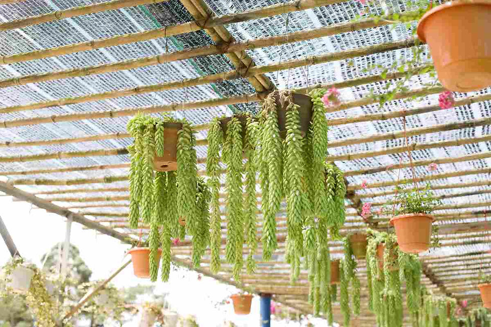 Succulente Sedum morganianum