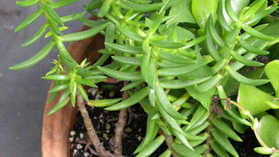 Culture du Crassula Tetragona : Guide complet