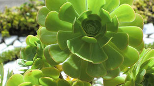 Aeonium Urbicum : conseils d'entretien pour le cultiver avec succès