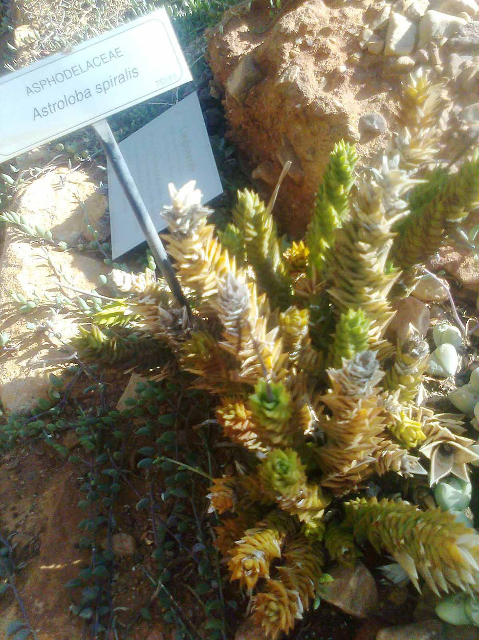 Succulente Astroloba spiralis