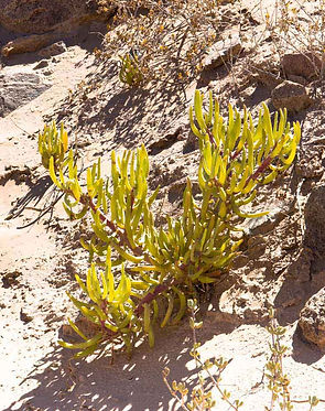 Cephalophyllum Herrei
