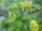 Succulente Aeonium arboreum