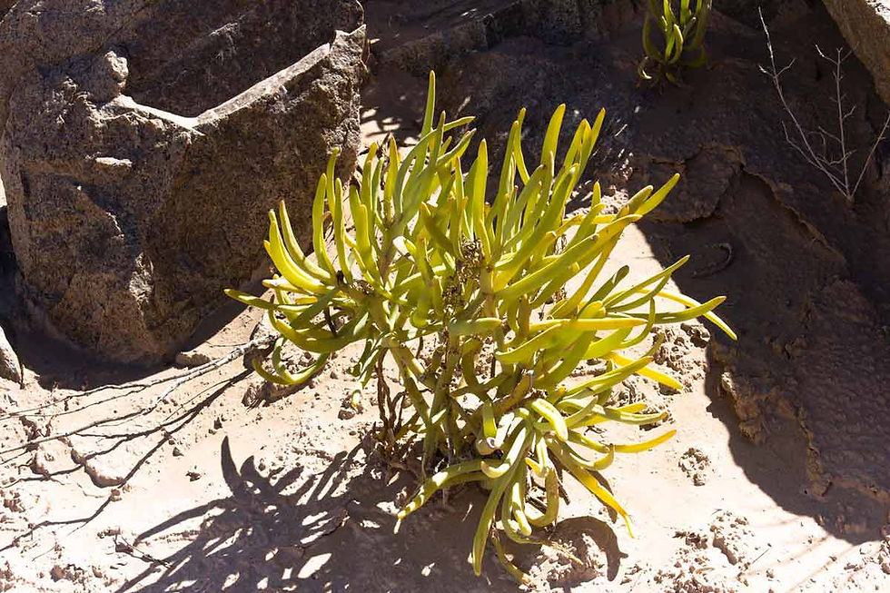 Succulente Cephalophyllum herrei