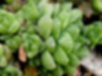 Succulente Haworthia obtusa